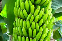 uprawa bananów