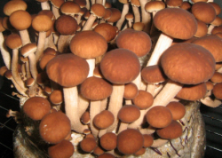 uprawa grzybów uprawa grzybów