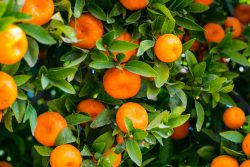 uprawa pomarańczy