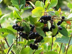 Aronia krzew