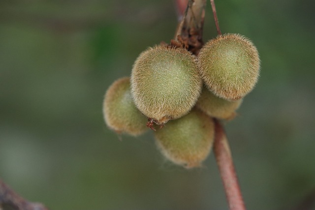 Mini kiwi krzew