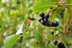 Aronia krzew - pytania