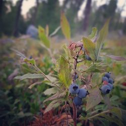 Sadzonki borówki amerykańskiej - pytania