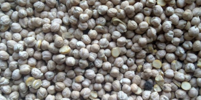 własna produkcja ukraińska (2018), wielkość nasion: 8-12 mm; waga