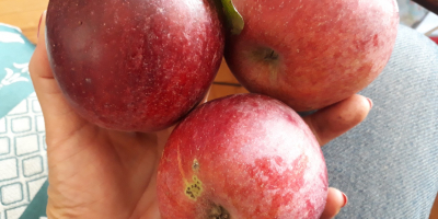 Stare odmiany jabłek z ekologicznego 0,5 h sadu z