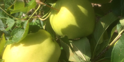 Sprzedam jabłko GOLDEN DELICIOUS bezpośrednio z sadu. Jestem producentem
