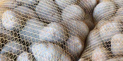 SPRZEDAM ziemniaki BELLAROSA r.45mm w obszarze UNII EUROPEJSKIEJ Sprzedam