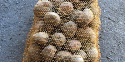 SPRZEDAM ziemniaki BELLAROSA r.45mm w obszarze UNII EUROPEJSKIEJ Sprzedam