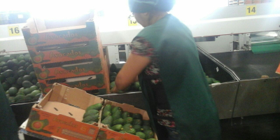 Esta variedad de Palta presenta de tamaño mediano, oscila