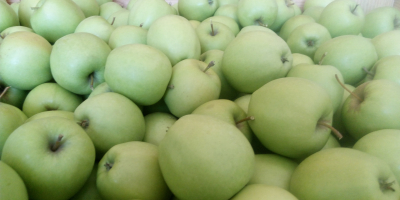 Sprzedam jabłko GOLDEN DELICIOUS z młodego sadu. Opryskany preparatem