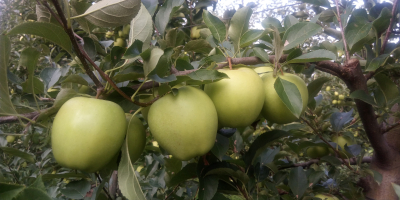 Sprzedam jabłko GOLDEN DELICIOUS z młodego sadu. Opryskany preparatem
