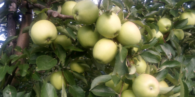Sprzedam jabłko GOLDEN DELICIOUS z młodego sadu. Opryskany preparatem