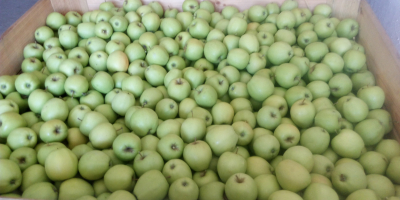 Sprzedam jabłko GOLDEN DELICIOUS z młodego sadu. Opryskany preparatem