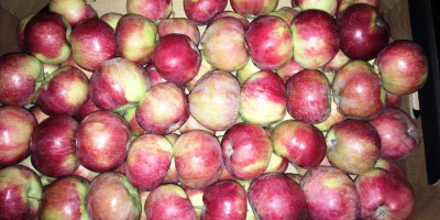 Alwa na sprzedaż od producenta. Producent jabłek sprzeda Alwę