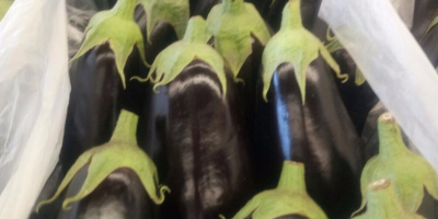 Sprzedam bakłażan, import z Hiszpanii, 1 klasa, rozmiar M,