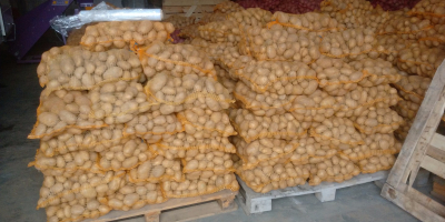 Sprzedam ilości tirowe (hurtowe) ziemniaków jadalnych odmian Melodia, Bellarosa,