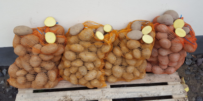 Sprzedam ilości tirowe (hurtowe) ziemniaków jadalnych odmian Melodia, Bellarosa,