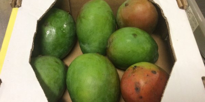 Sprzedam świeże mango, pochodzenie - kraje Afryki Zachodniej. Minimalna