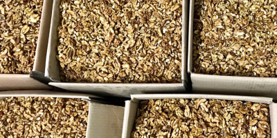 Orzech włoski 30% połówek,jasne bez prochu Opakowanie:pukelka 10 kg