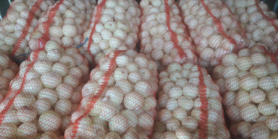 Na bieżąco oferujemy obrane cebule z Ukrainy. Wysoka jakość.