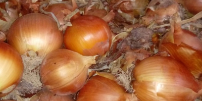 Sprzedamy ilości hurtowe cebuli z Hiszpanii Kaliber od 9-12.