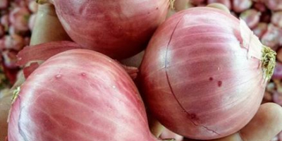 we sell high quality Red and Yellow Onion 1.