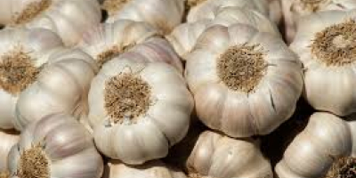 Sell Fresh garlic size: 4.0cm 4.5cm 5.0cm 5.5cm 6.0cm&