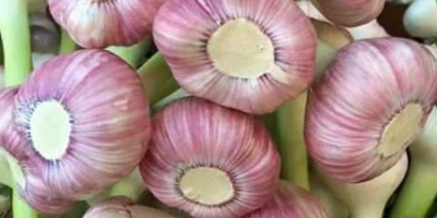 Sell Fresh garlic size: 4.0cm 4.5cm 5.0cm 5.5cm 6.0cm&
