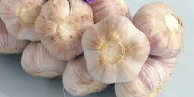 Wholesale Garlic Price - new crop, hot sales Sell