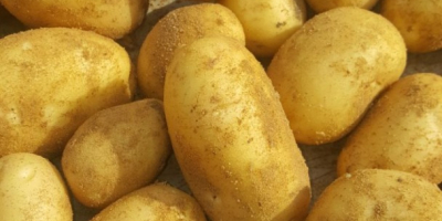 Młode ziemniaki od producenta, Egipt 350$ cif Koper