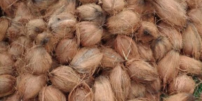 Kokosy z Wietnamu od producenta 500cif Koper tkacyzk.daria@gmail.com 48223076561