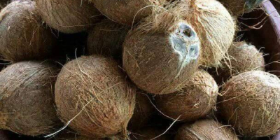 Kokosy z Wietnamu od producenta 500cif Koper tkacyzk.daria@gmail.com 48223076561