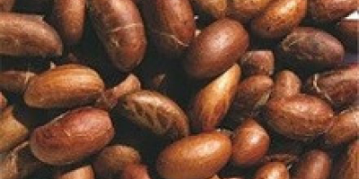 Bitter Kola lub Garcinia kola to wiecznie zielone drzewo