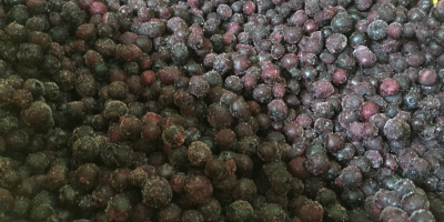 Firma GRABO sprzeda dziko rosnącą (nie hodowlana!) jagodę kanadyjską,