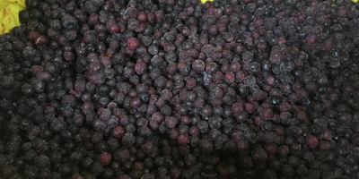 Firma GRABO sprzeda dziko rosnącą (nie hodowlana!) jagodę kanadyjską,