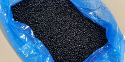 Firma GRABO sprzeda oczyszczoną elektronicznie, mrożoną jagodę zbieraną w
