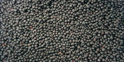 Firma GRABO sprzeda oczyszczoną elektronicznie, mrożoną jagodę zbieraną w