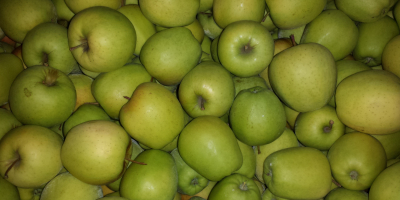 Sprzedam jabłko golden delicious z KA. Jabłko w skrzyniopaletach.