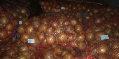 Sprzedam cebulę w dużych ilościach. Min 100 ton tygodniowo.