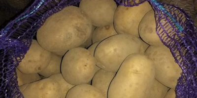 Mamy również takie odmiany żółtych ziemniaków jak Satine, Krone,