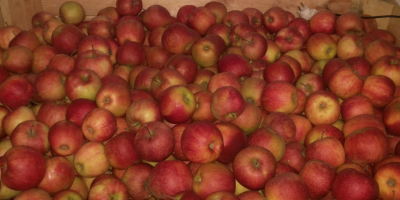 Sprzedam Jonagold Decosta, jabłko ładne, zdrowe. Wykolorowane 70-80%