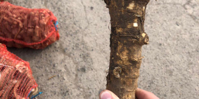Sprzedaję świeży chrzan luzem (hurt). Najwyższa jakość, najniższa cena