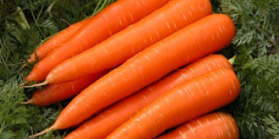 I will sell Fresh Carrots (whatsapp :+4565744605) please contact