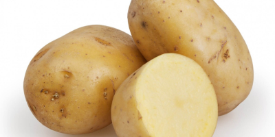 Ziemniaki Fresh Holland Wysokiej jakości, świeża, gładka i naturalna