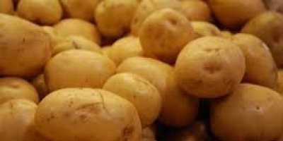 Rolnictwo świeże ziemniaki 1) Regularny kształt 2) Zdrowa żywność,