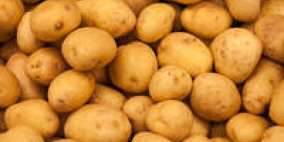 Typ: Potato.Product Type: Potato.Style: Fresh.Cultivation Typ: Common.Shape: Round Dojrzałość: