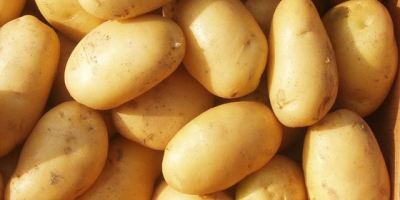 Ziemniak zawiera dużo węglowodanów, zawiera również białko, minerały (fosfor,