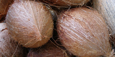 i will sell Semi Husked Coconut from Germany, (whatsapp:+4565744605)