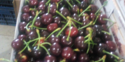i will sell Fresh Cherries ,(whatsapp:+4565744605) please contact for