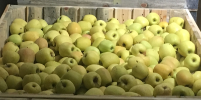 Mamy złote jabłko naszej produkcji Teraz jest w zimnym